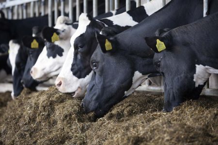 heads of black and white holstein cows feeding on grass in stable in holland