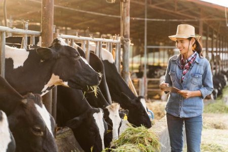 Farmer have recording details on the tablet of each cow on the farm.