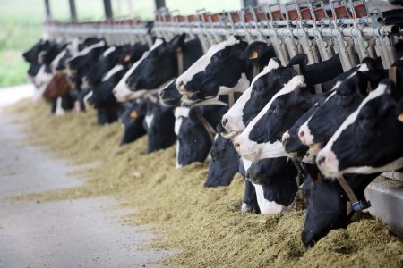 Holsten dairy cows are fed in a farm